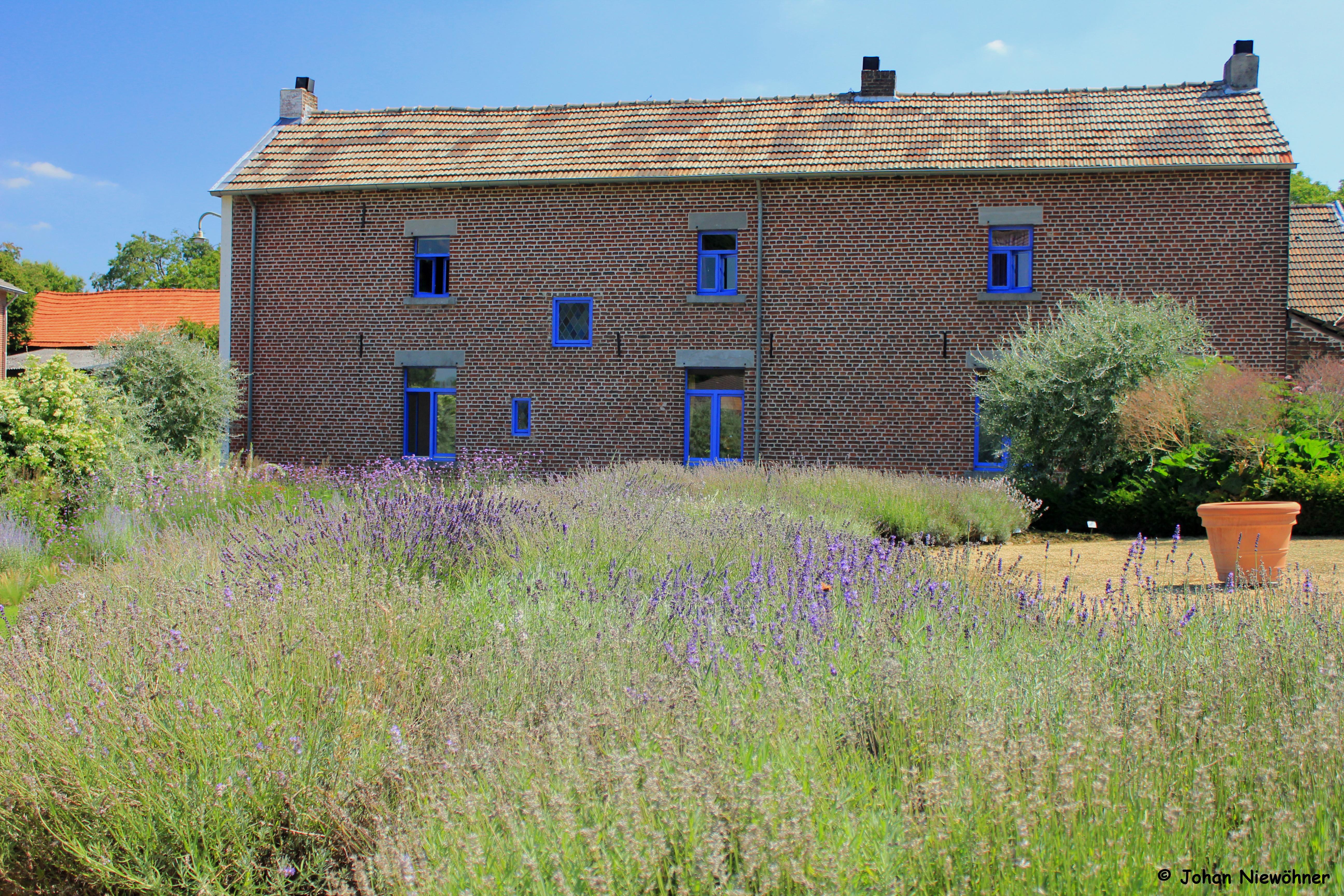 Lavender farm