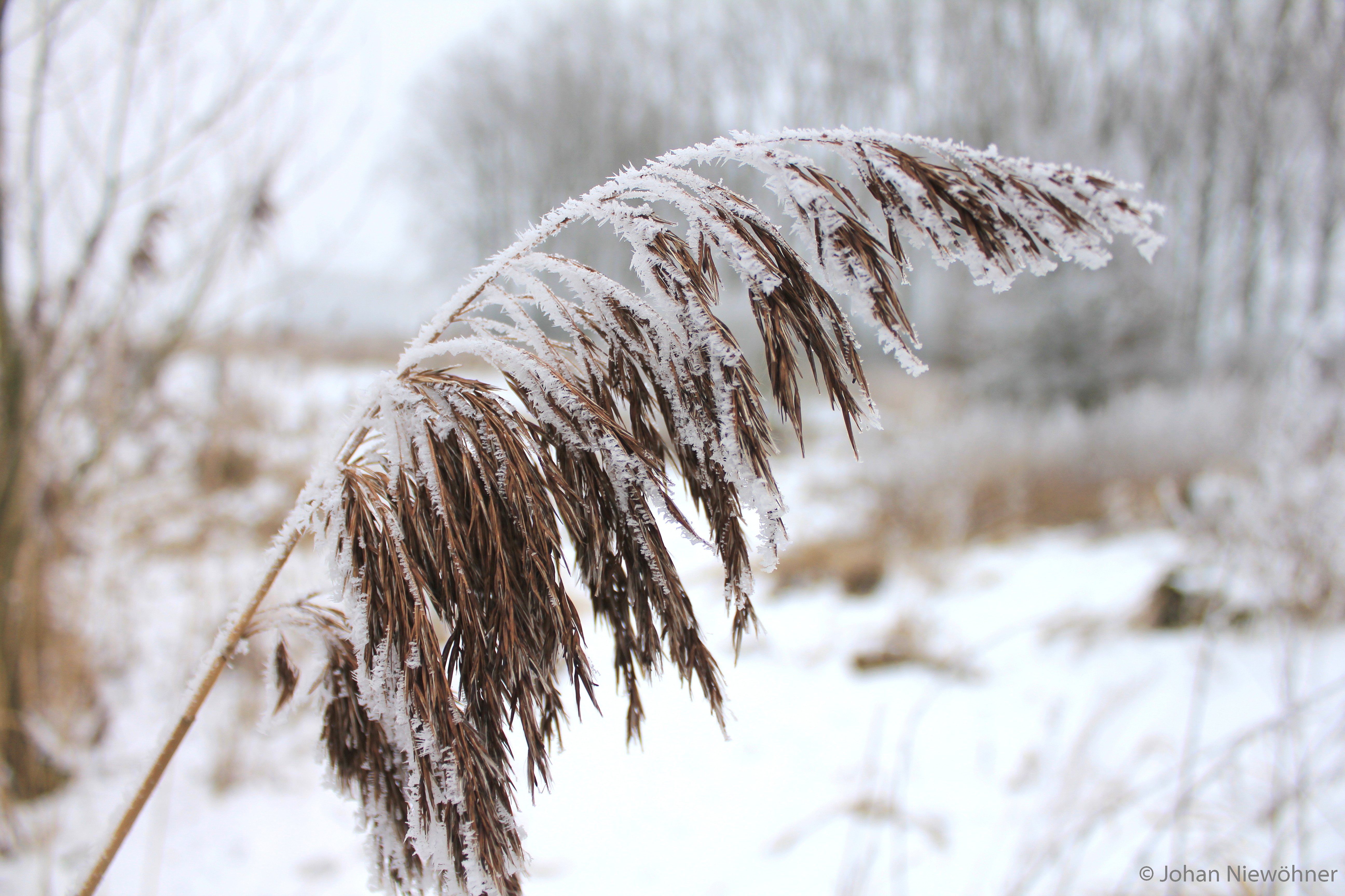 Frozen grass