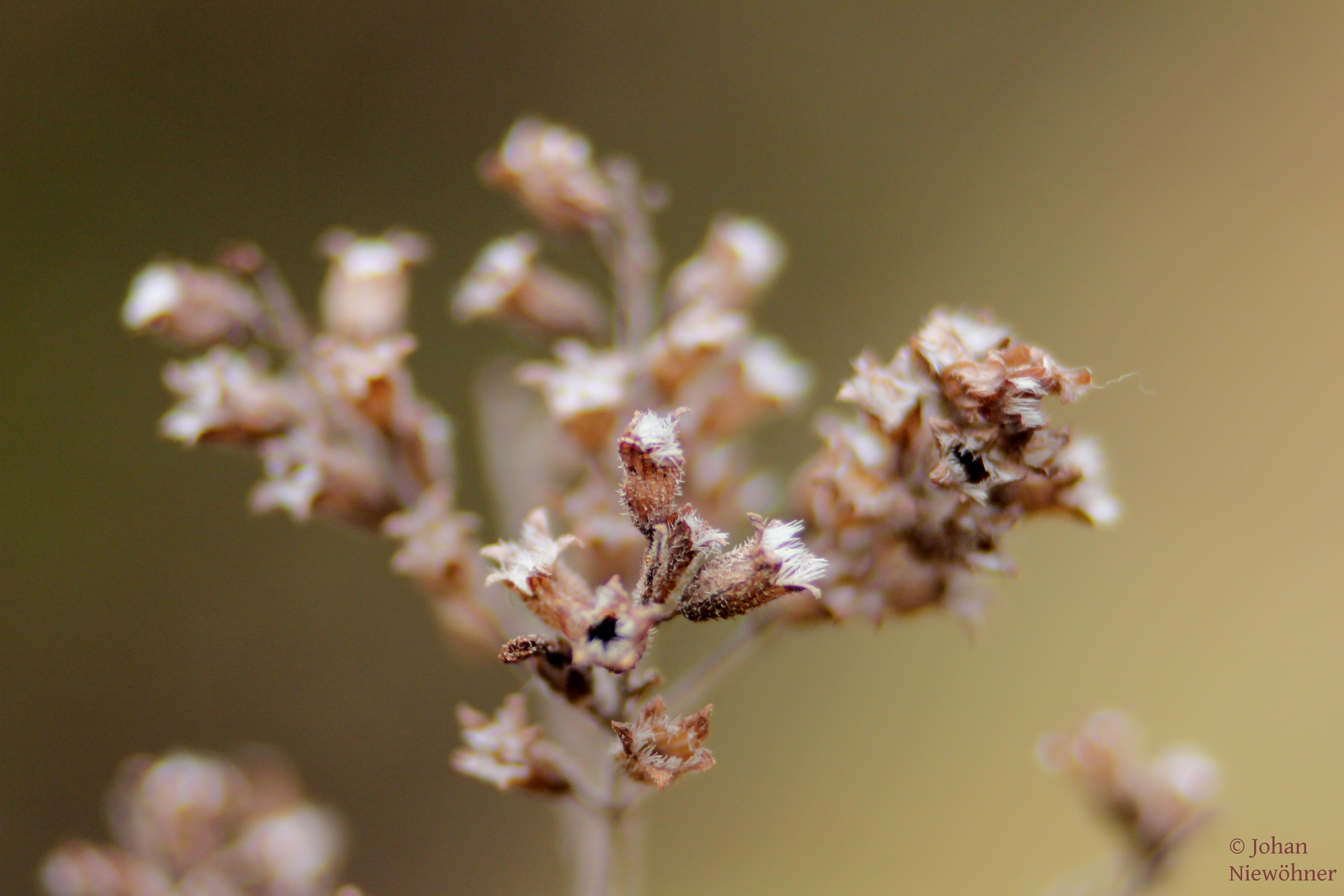 Thyme flowers 2