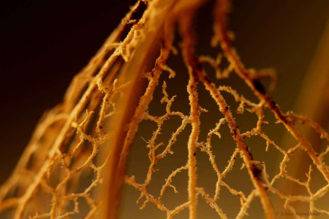 Leaf the structure by jochniew Leaf the structure by jochniew