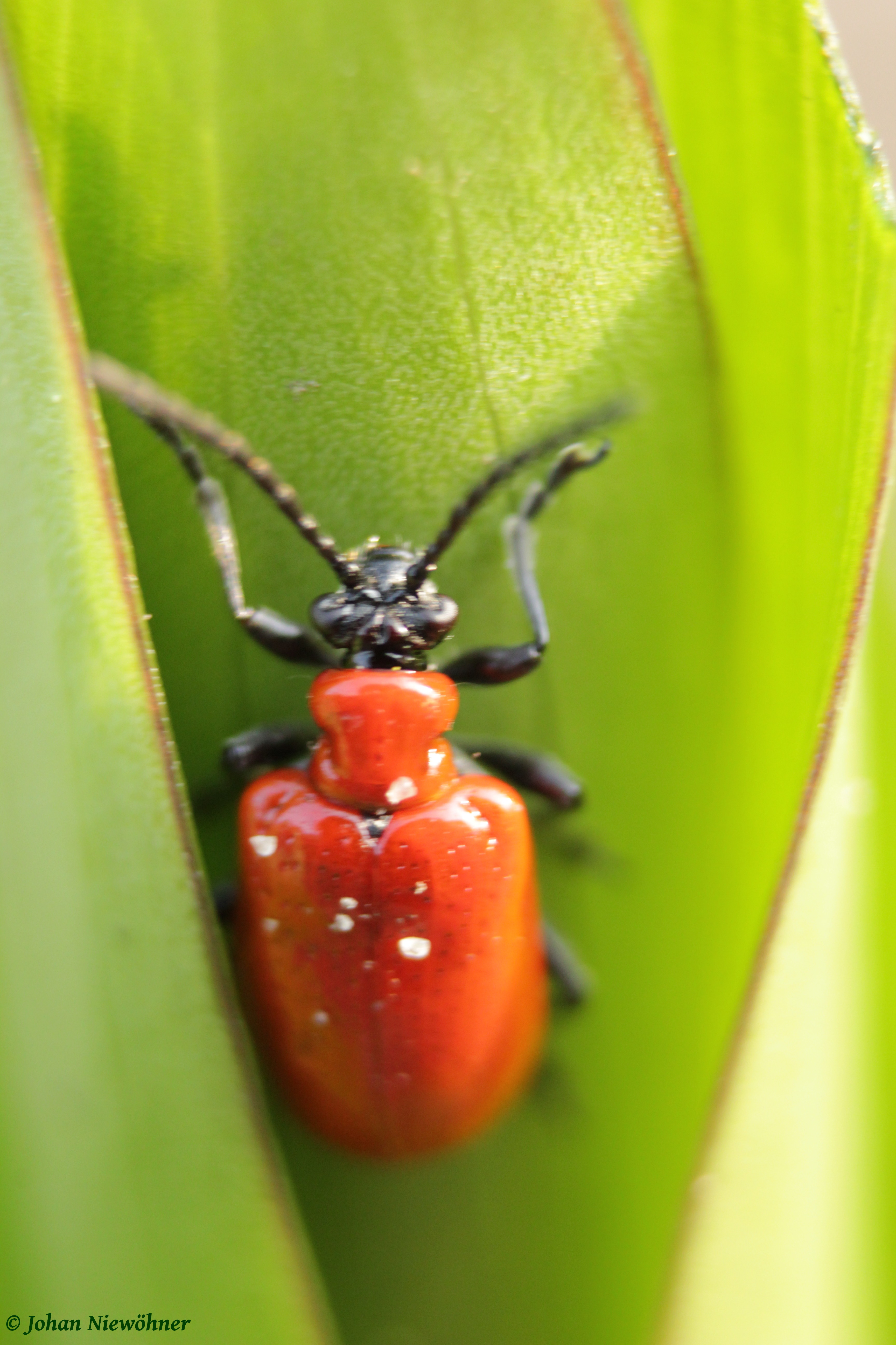 Lilioceris lilii