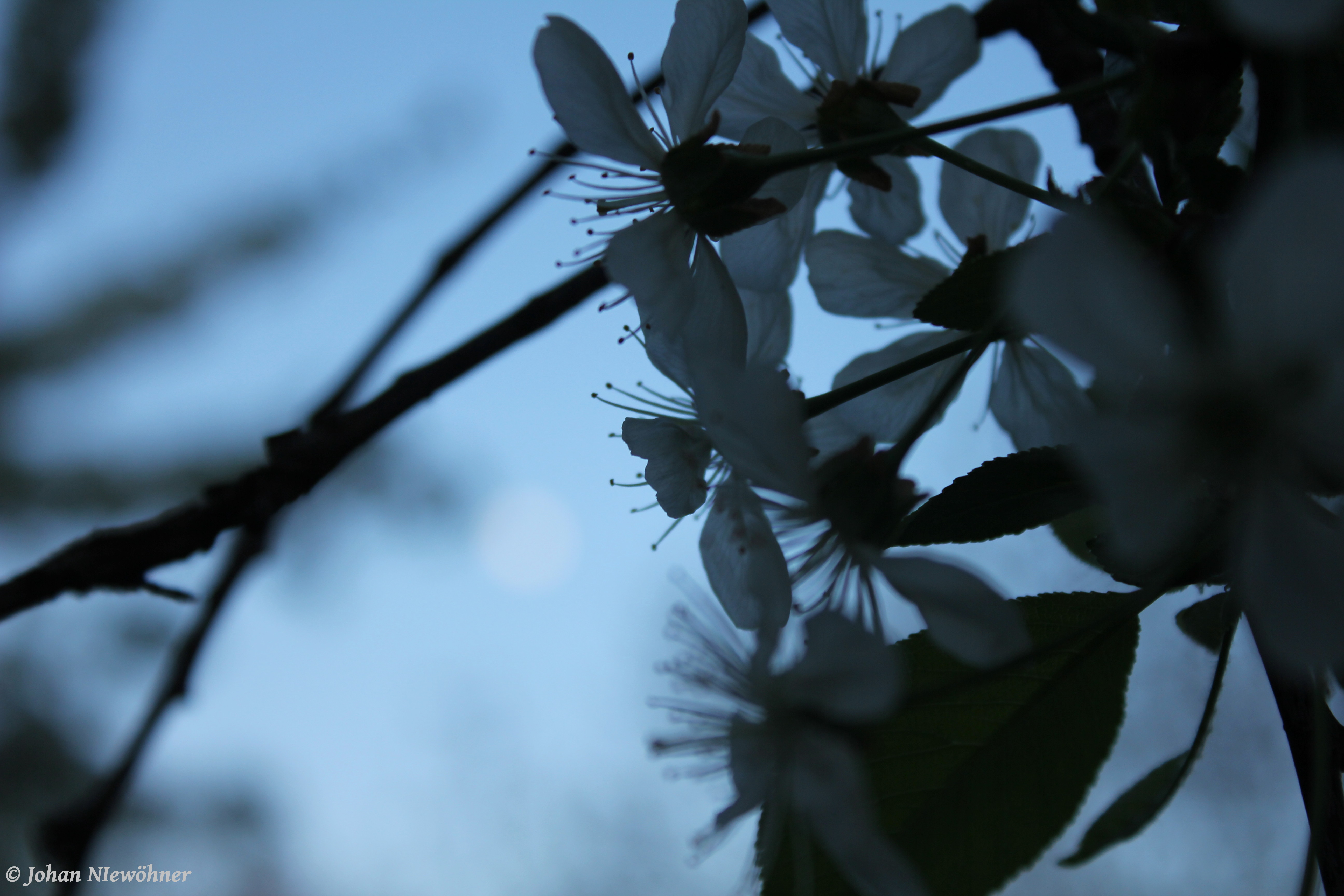 Cherryblossom