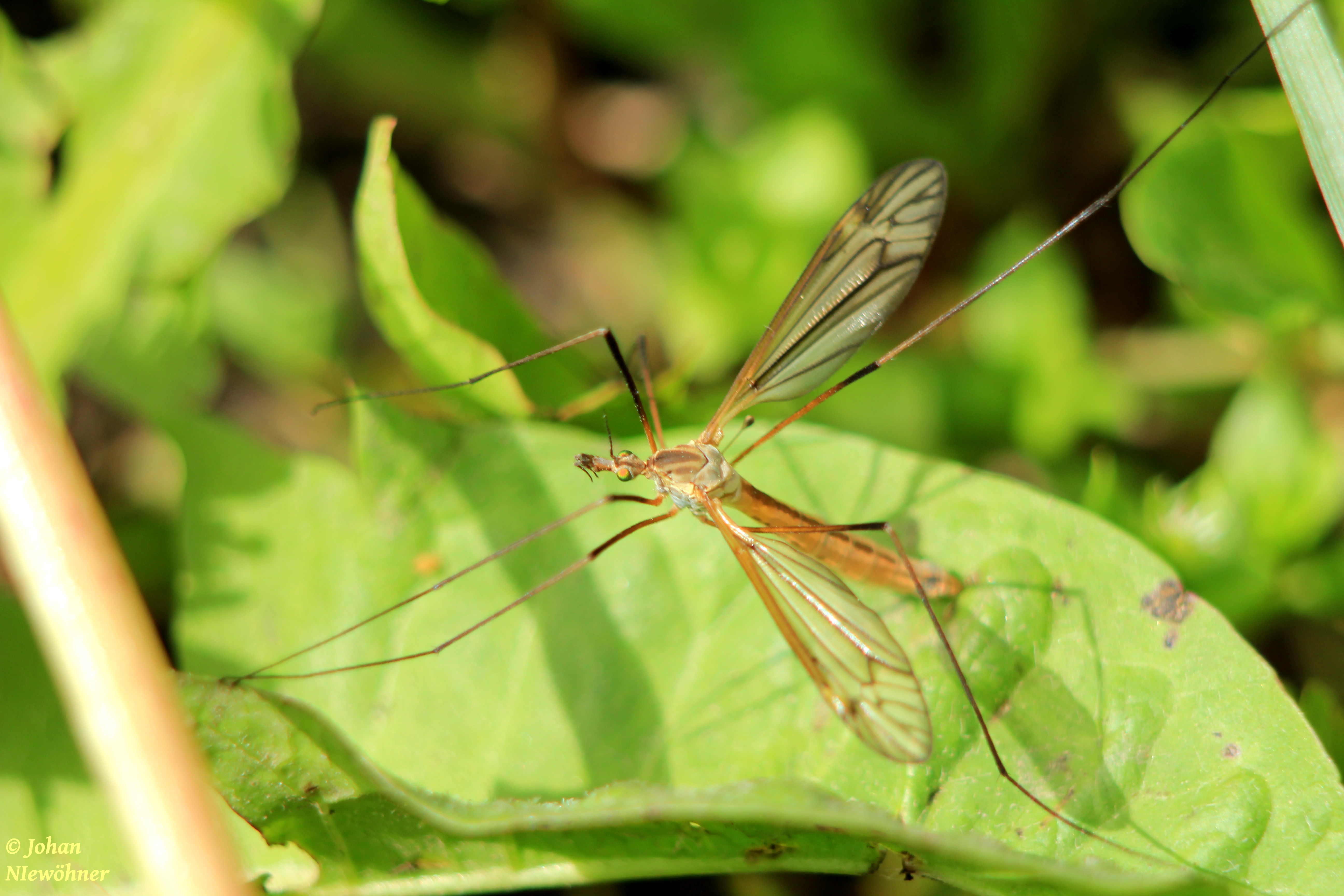 Crane-fly