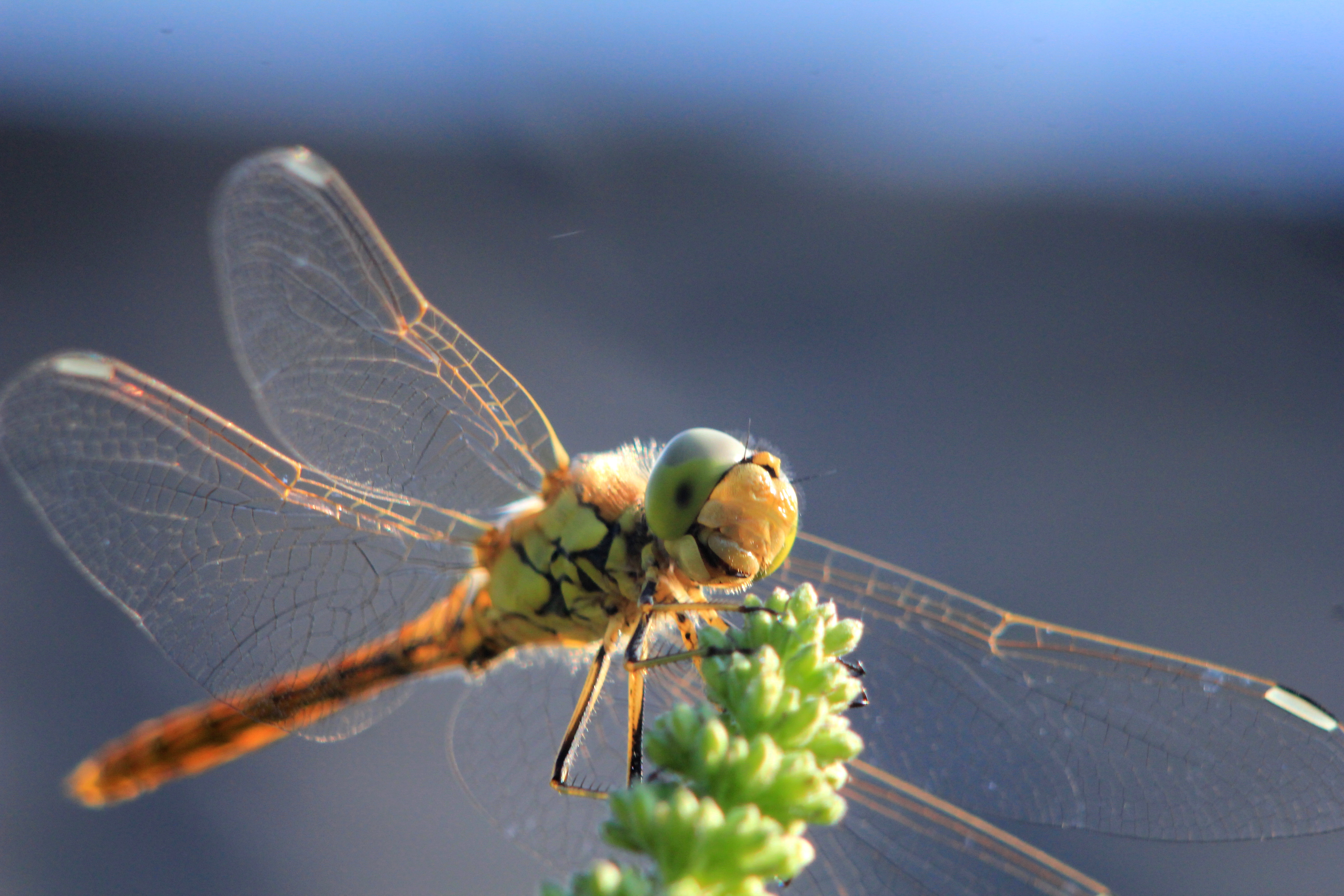 Dragonfly 4