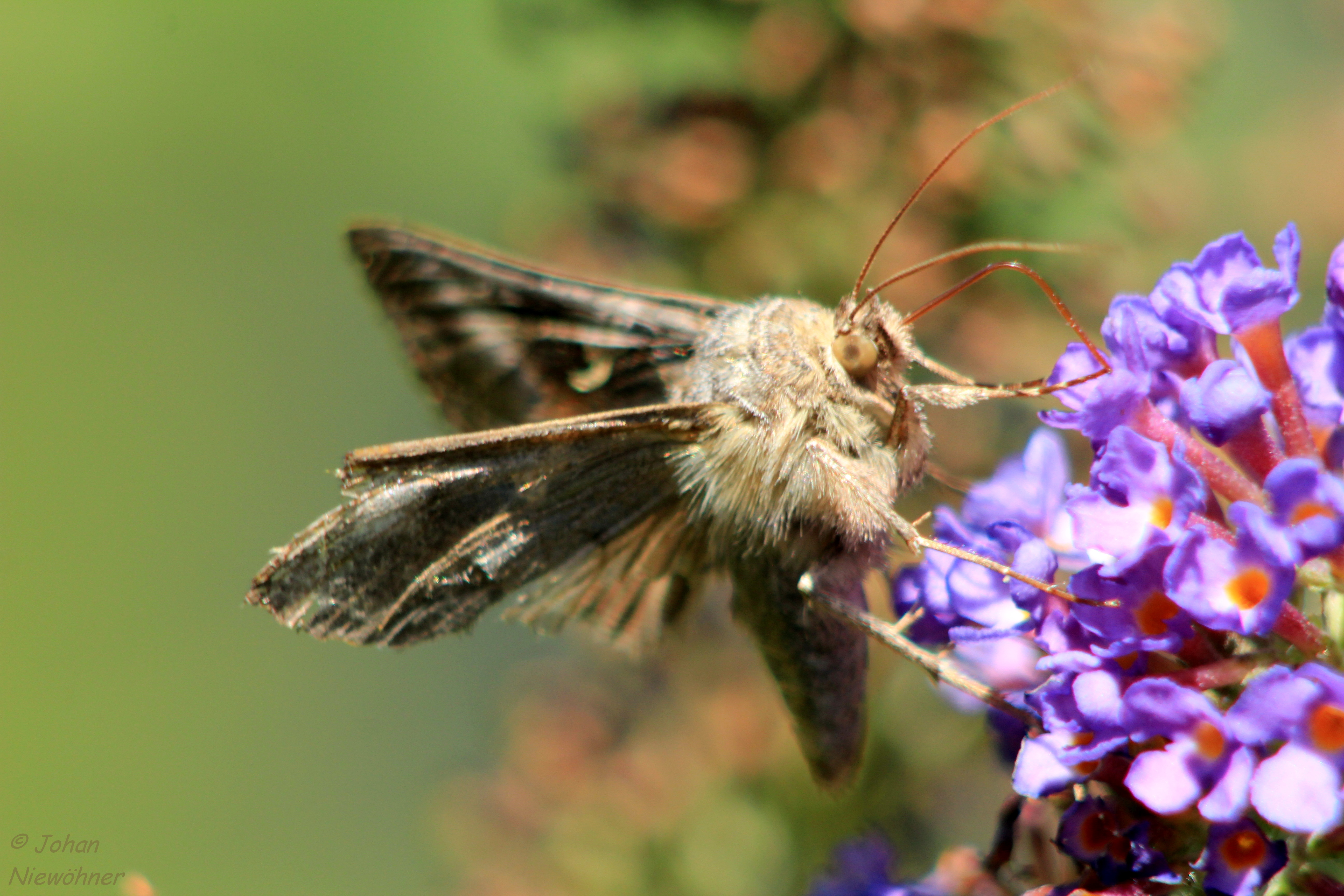 Ochlodes venata 2