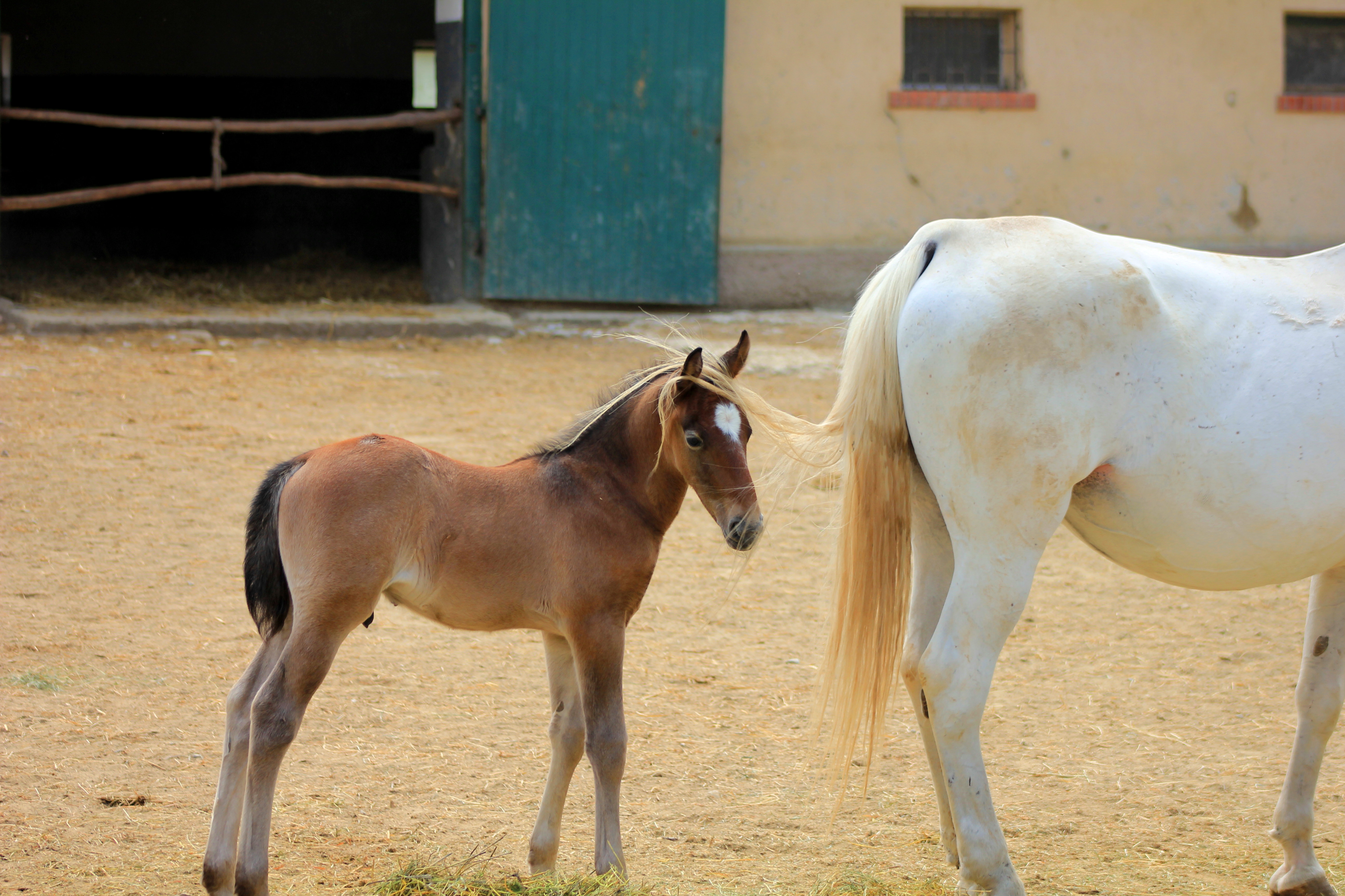 Mommy, your tail is....