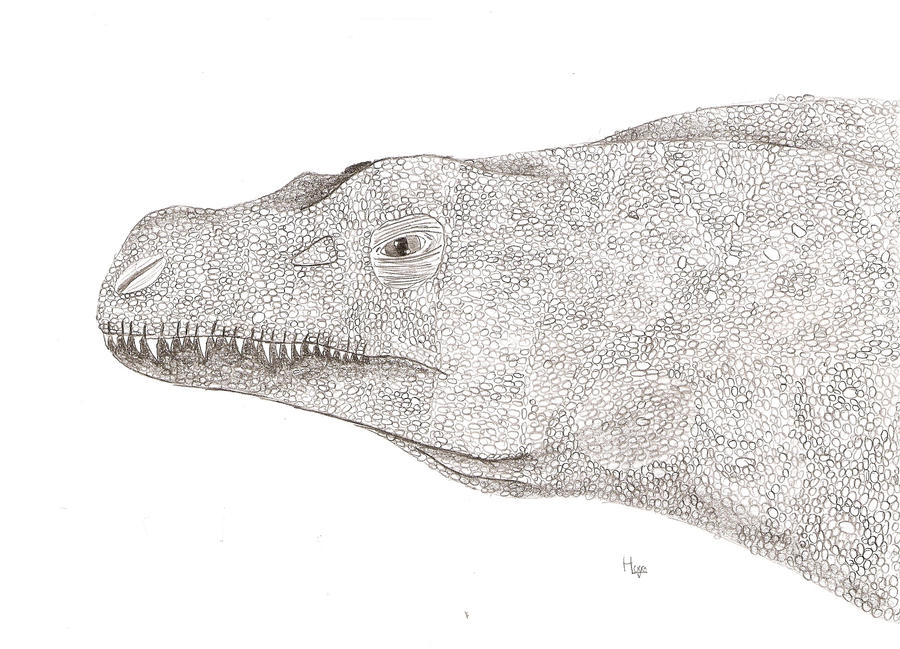 Metrisaurus Drawing Young metriacanthosaurus by dinosaurusbrazil on DeviantArt