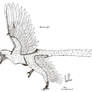 Microraptor