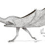 African Wyvern