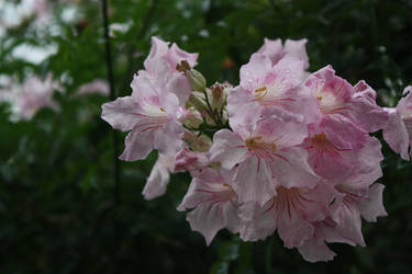 Flowers in Rain