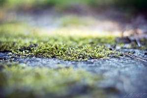 Moss