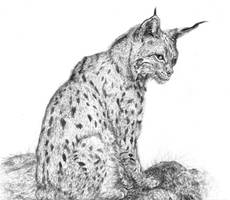 the lynx