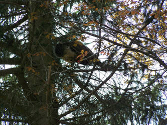 Turkey in a Tree