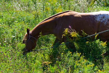 Beautiful Appy Colt 1