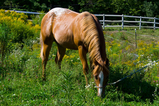 Beautiful Appy Colt 2