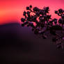 Budding Sunset