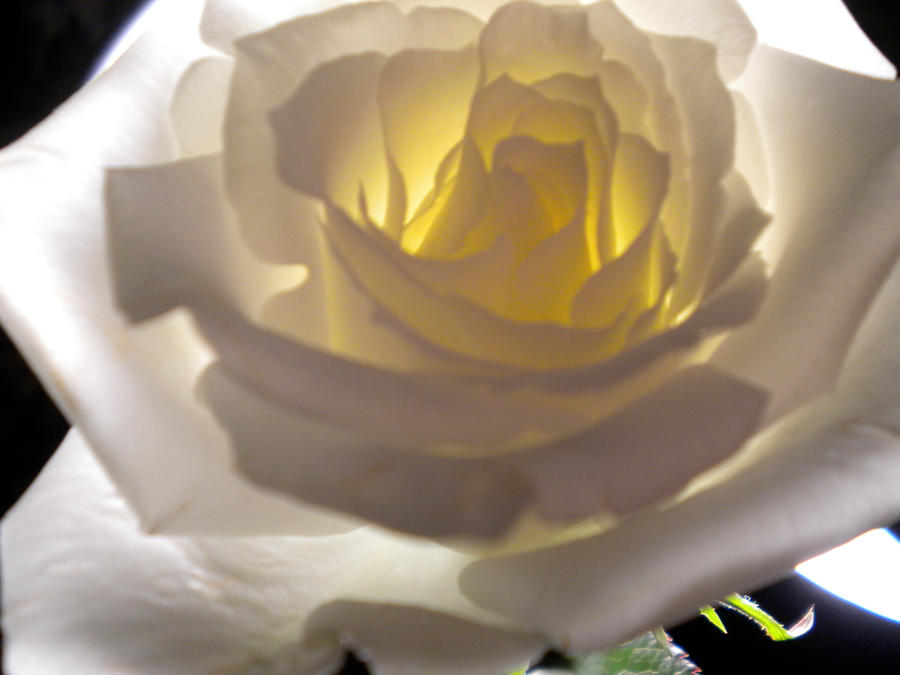 White Roses Back White Rose Back Lighted by kaitlynworrilow on DeviantArt