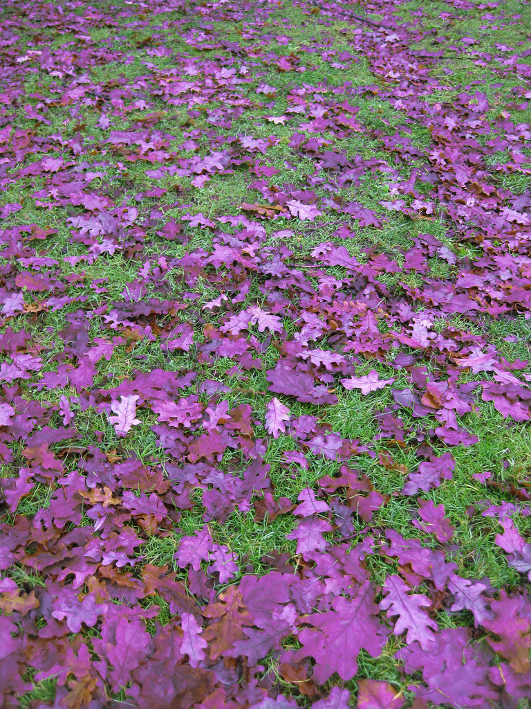 Purple leaves