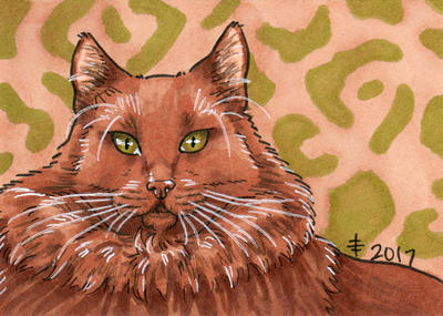 2017 Christmas Presents - Hubby Cat