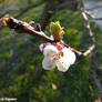 3-Fiore di Prugnolo-Rosignano (AL)