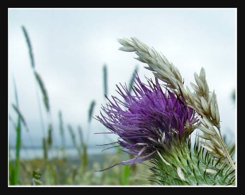 thistle ii