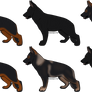 German Shepherd Dog A-Litter