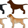 Labrador B-Litter