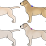 Labrador D Litter (Closed)