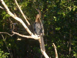 Anhinga