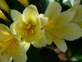 Yellow flower drops