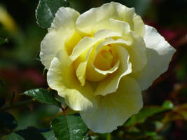 yellow rose