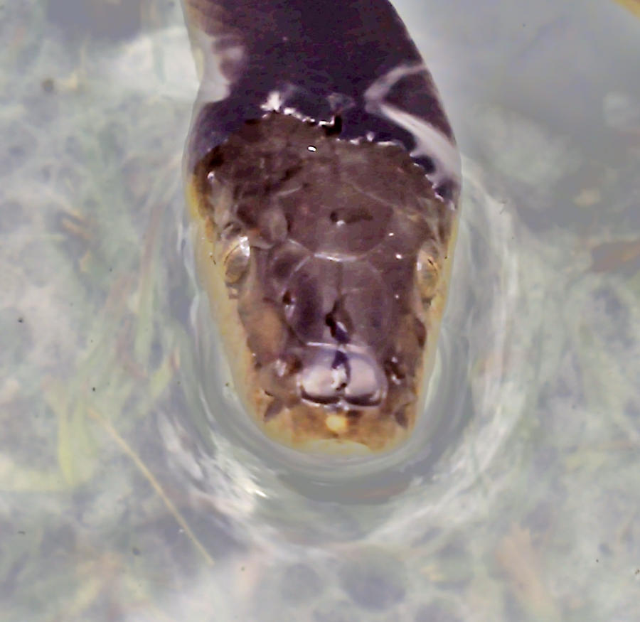 water python by Gorrick on DeviantArt