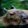 capibara 2