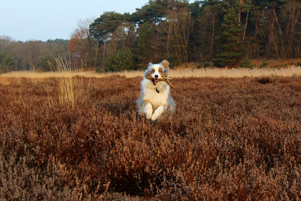 Aussie having fun