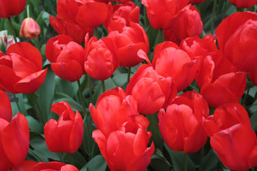 red tulps