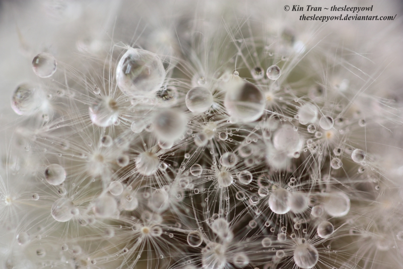 Dandelion raindrops