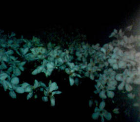 Night Flowers