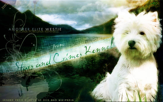 West Highland White