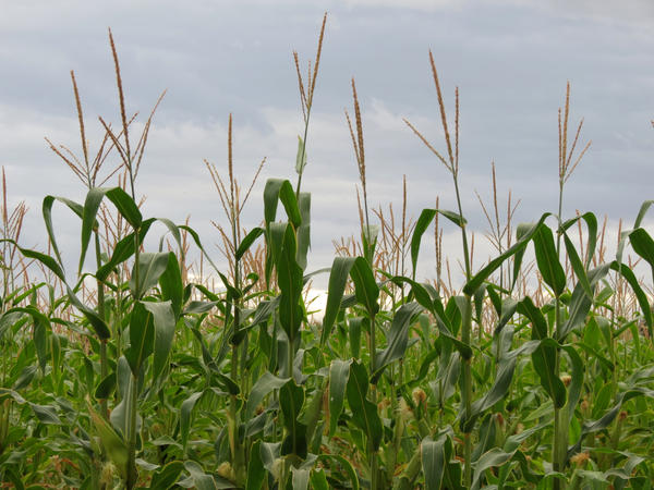 Corn Field