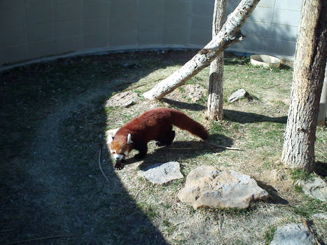 RED PANDA!!!!!!!!!!