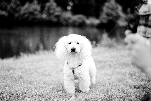 hund im park