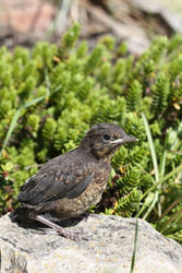 Blackbird fledgling