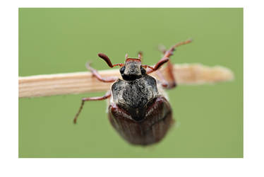 Cockchafer