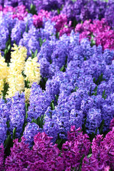 Hyacinth Dream