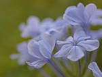 Blue Dreaming by Egil21