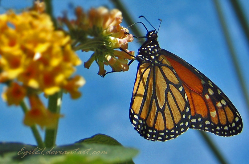 Delicate by Egil21 Delicate by Egil21