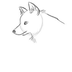 Wolf Sketch