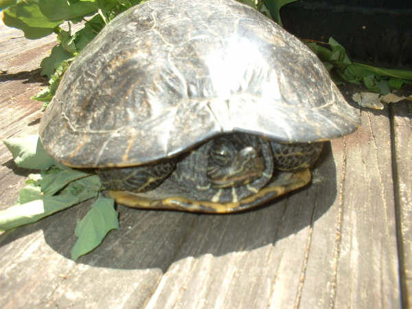 +Turtle+ by handprintONmySoul on DeviantArt