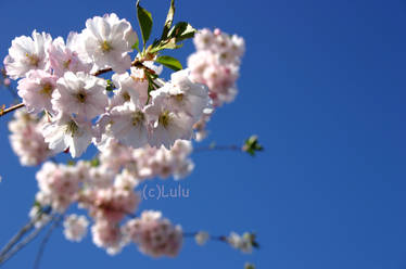 ornamental cherry