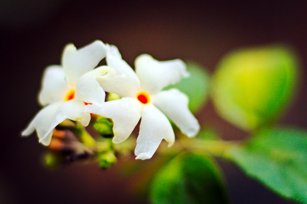 Pavazha Malli flower by vharishankar on DeviantArt